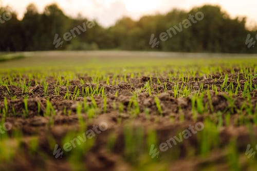 Preview: A group of green sprouts growing from the soil. Young plants growing in a farmer's field.