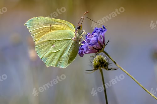 Preview: Cleopatra butterfly feeding on flower