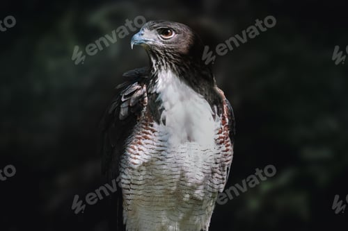 Preview: White-tailed Hawk (Geranoaetus albicaudatus) - Bird of Prey