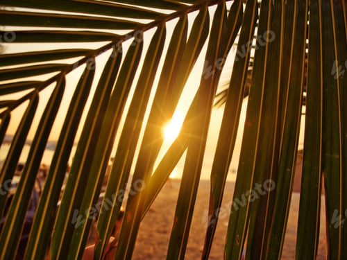 Preview: Beautiful shot of sun rays through palm leaves at sunset