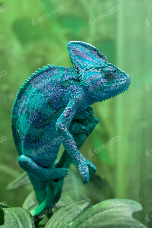 Preview: Chameleon is a family of lizards that can change body color. Bright portrait of an animal