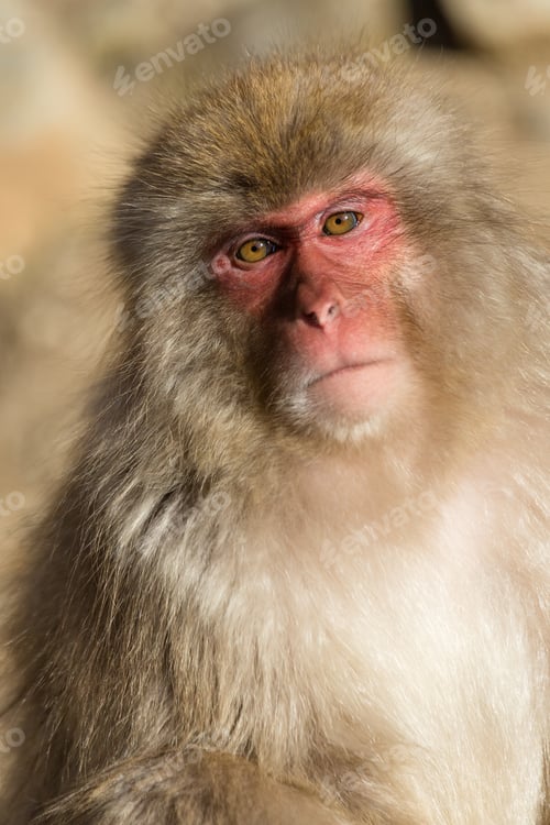 Preview: Japanese Monkey
