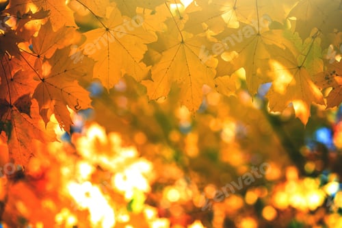 Preview: Close up of bright yellow and red maple leaves on fall tree branches with vibrant blurred background