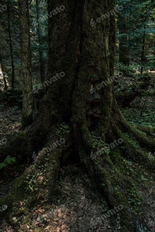 Preview: Trees in Secular Forest Slatioara, Romania