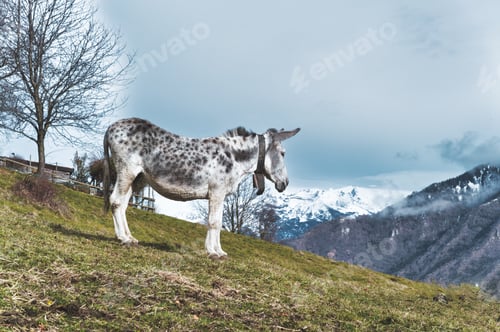 Preview: A spotted white mule in the meadow in the mountains