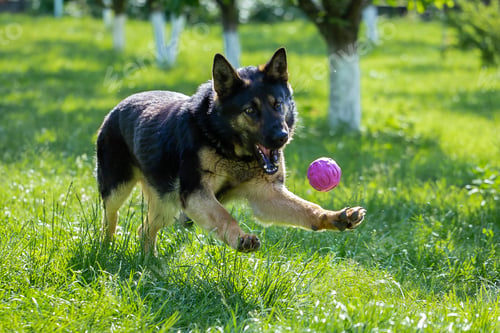 Preview: Old german shepherd dog playing in a park surrounded by a lot of trees