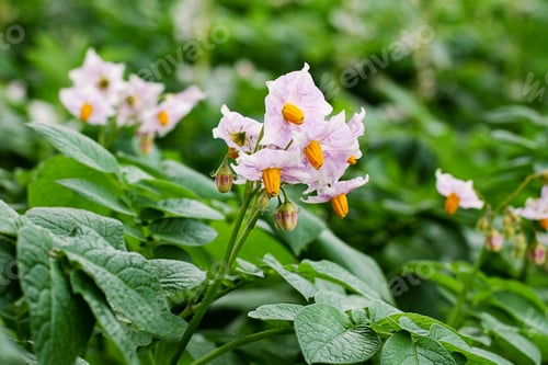 Preview: Closeup of blooming potato plant on the field