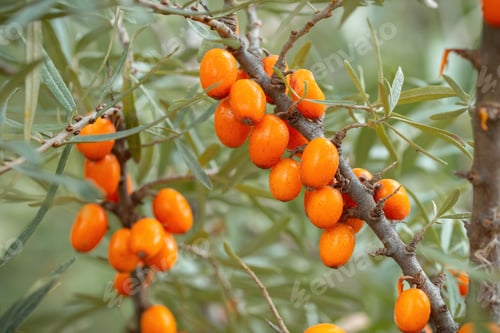 Preview: Fresh sea buckthorn growing on branch in fall nature