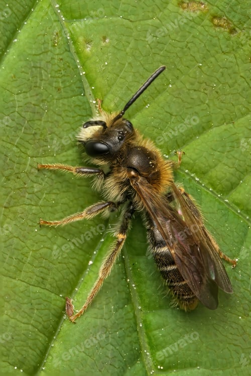 Preview: Tawny Mining Bee (Andrena fulva) perched on a leaf, seeking nectar