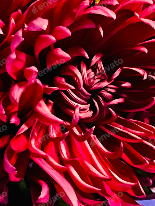 Preview: Closeup of a flower.