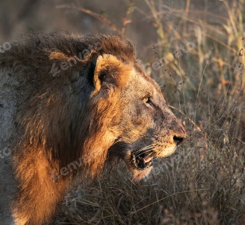 Preview: A Best wildlife destinations in the world
