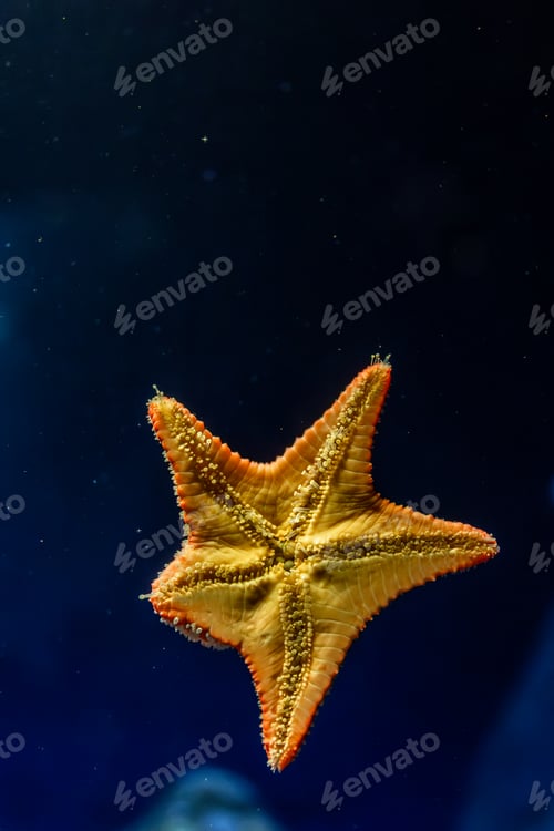 Preview: Starfish in blue depth. Underwater world.