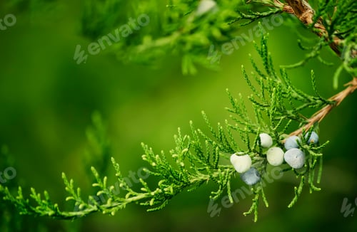 Preview: Juniper berries on a bush, natural background, selective focus