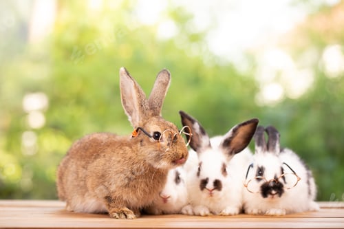Preview: Pet portrait of brown cute rabbit sitting on green grass with blurry nature background