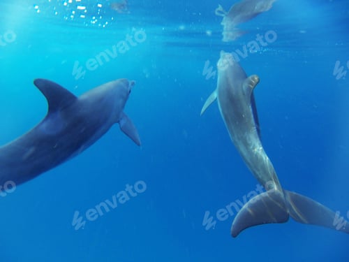 Preview: Two wild dolphins underwater. Water animals.