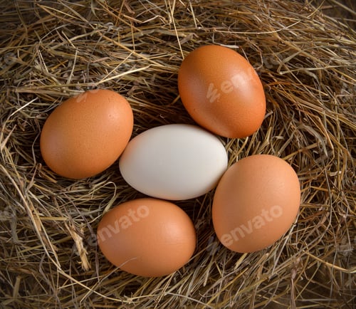 Preview: Close up of egg in bird nest