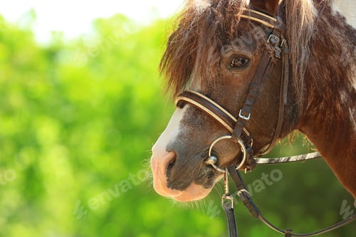 Preview: Cute pony with bridle in green park on sunny day