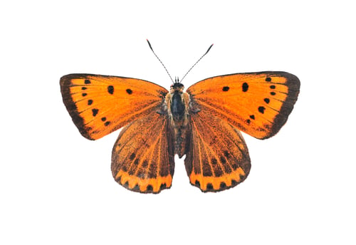 Preview: Large copper butterfly, isolated on white