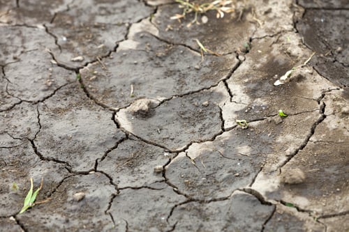 Preview: Cracked Dry Earth with Sparse Green Shoots