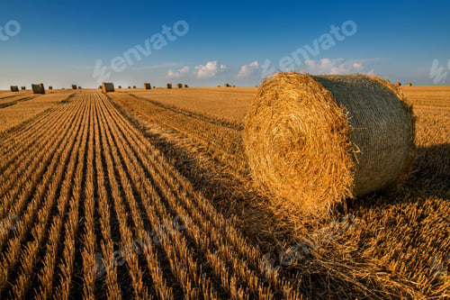 Preview: a roll of straw in a field , stubble after harvest lines