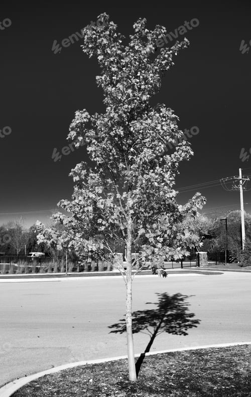 Solitary Tree Stands on Sunny Suburban Street