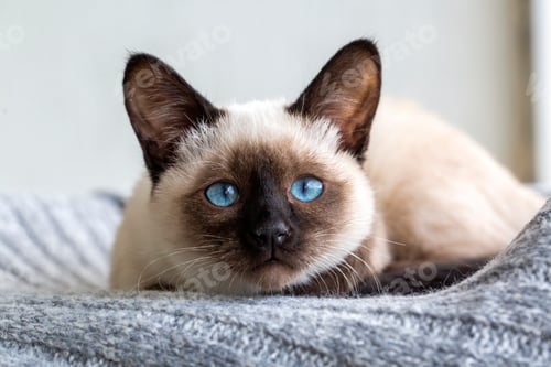 Preview: Cute kitten siamese cat indoor