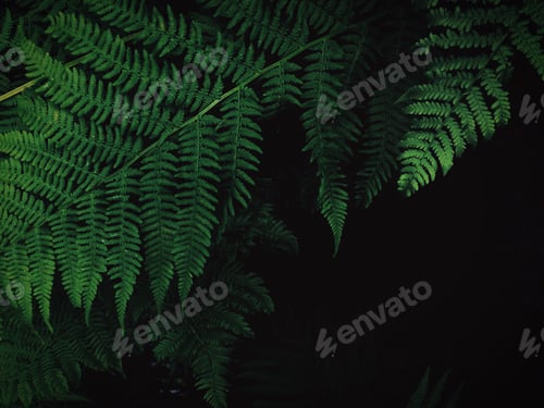 Preview: Jurassic