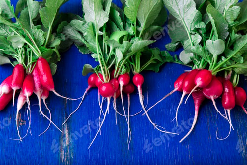 Preview: Fresh radish on blue background.