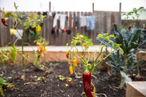 Preview: Red Chilli Pepper growing in garden