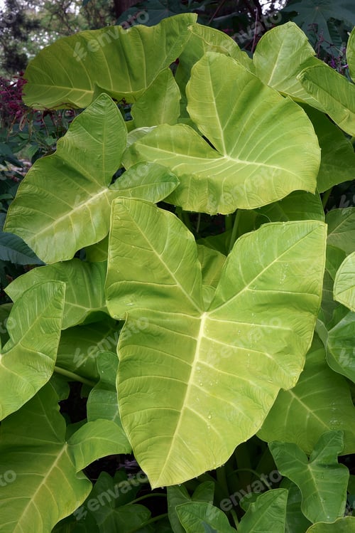 Preview: Taro (Colocasia Esculenta). Known As Kalo And Elephant Ears Also.