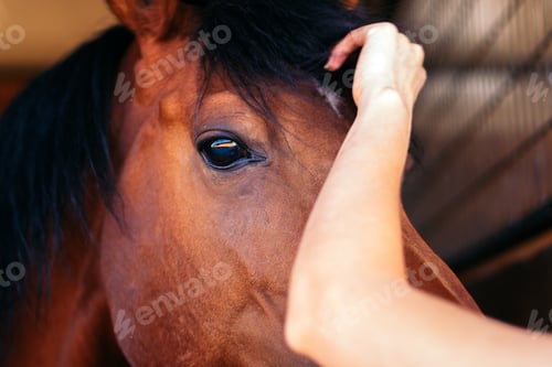 Preview: Close up of a brown horse in the stable