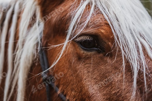Preview: Close up of brown Comtois horse with silver mane.