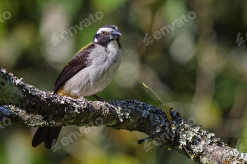 Preview: Beautiful bird perched on the branch of an old tree