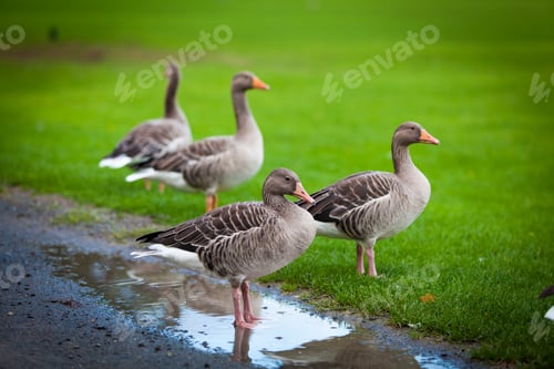 Preview: geese on green meadow. geese and goose. Group of gray geese