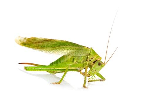 Vorschau: Tettigonia viridissima im Studio