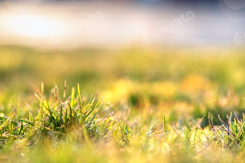 Preview: Close up of green grass covered lawn with vibrant colorful background.