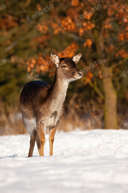 Preview: Fallow deer doe standing in front of colorful forest in winter