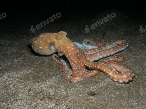 Preview: Atlantic white spotted octopus at night
