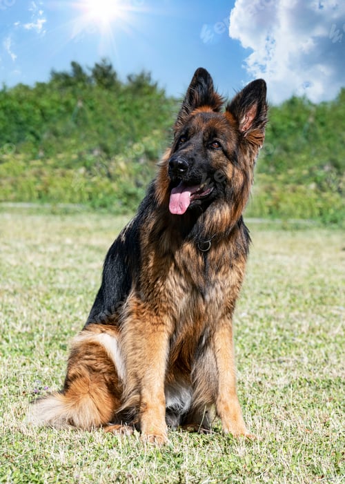 Preview: training of german shepherd