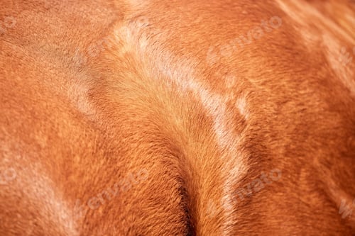 Preview: Brown horse, skin and texture of animal fur in agriculture, sustainable farming or leather textile