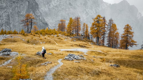 Preview: Hiker walking on path on golden meadow with yellow larch trees in mountains.