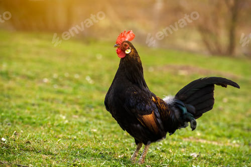 Preview: A cock grazing on green backyard grass