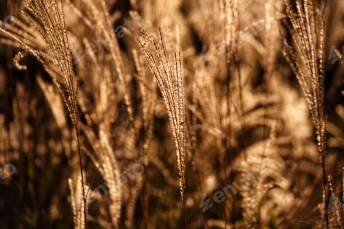 Preview: Glowing plant fibers in the late afternoon sunshine earth tones neutral
