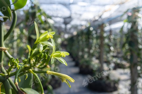 Preview: Vanilla flowers are blooming in the farm.