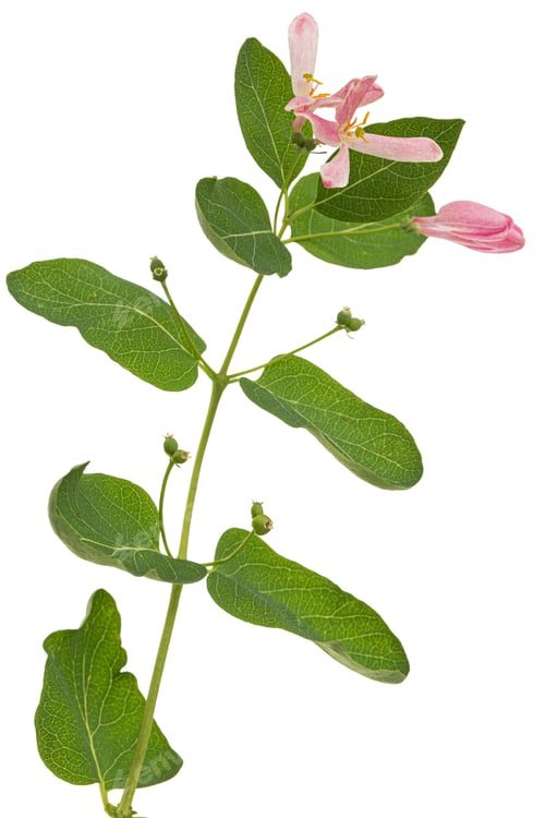 Preview: Flowers of Tatar honeysuckle, lat. Lonicera tatarica, isolated on white background