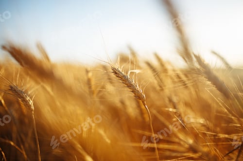 Preview: Amazing agriculture sunset landscape.Growth nature harvest. Wheat field natural product.