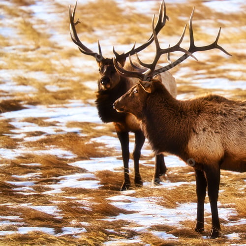 Preview: two elk stand next to each other in the snow together