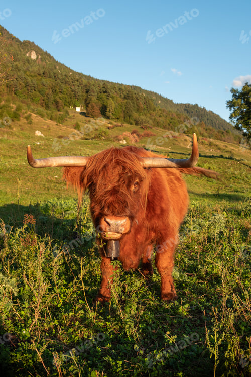 Preview: Highland cow on the meadow.