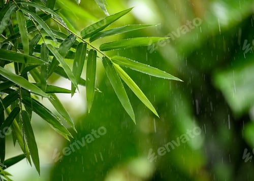 Preview: Green bamboo leaves with raining