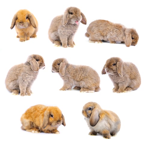Preview: Lop rabbit on white background